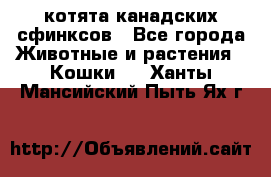 котята канадских сфинксов - Все города Животные и растения » Кошки   . Ханты-Мансийский,Пыть-Ях г.